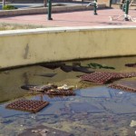 Bailén Denuncia – Riachuelo ampliación de Las Palmeras