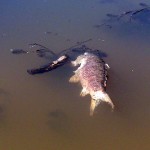Investigan la aparición de peces muertos en el río Rumblar