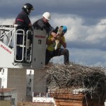 Gran expectación en el primer anillamiento de Cigüeñas en Bailén