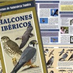 El Museo acoge este viernes la presentación de una guía sobre Halcones Ibéricos