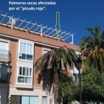 AIB denuncia la proliferación del picudo rojo en las palmeras de la localidad