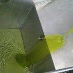 El nuevo oro verde de Aceites Padilla, calidad temprana