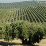 La operación MALOLIVA detiene al grupo que robaba aceituna en Bailén