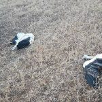 Investigan la causa de la muerte de varias cigüeñas junto a un poste eléctrico