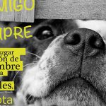 Juventudes Socialistas de Bailén pone en marcha una campaña para el cuidado de los animales